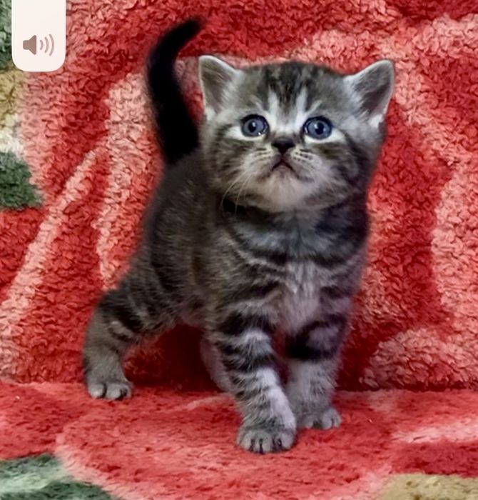 Шотландский страйт котик