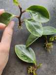 Sadzonki szczepki peperomia variegata , syngodium neon i mango
