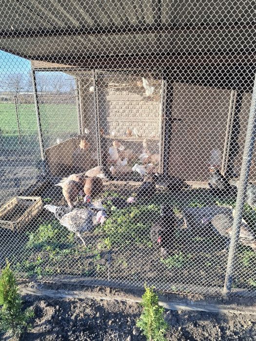 Indyki kolorowe 2025 r