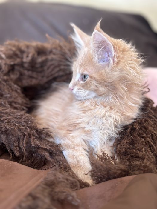 Rudy kremowy kocurek maine coon Fife