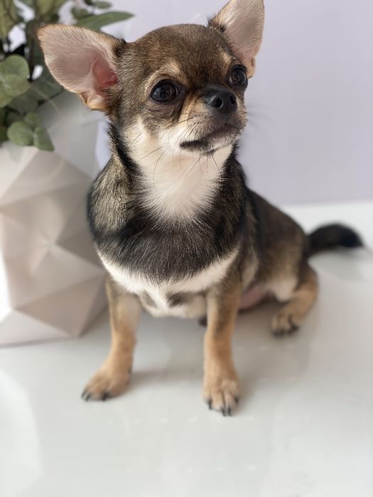 Чіхуа хлопчик гарнесенький