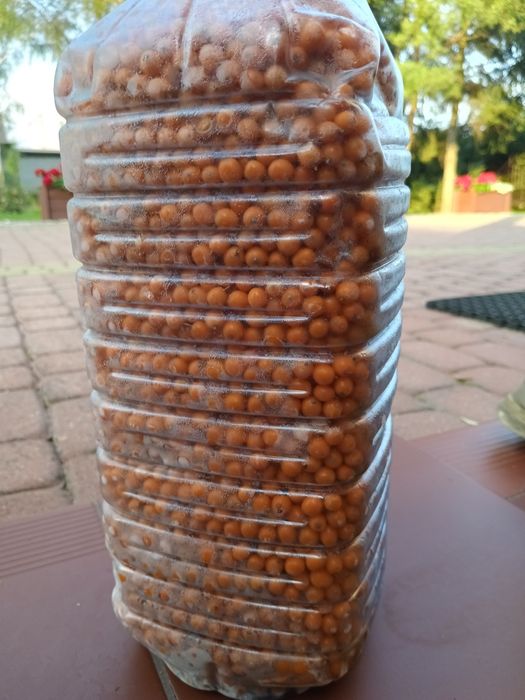 Rokitnik owoce oczyszczone