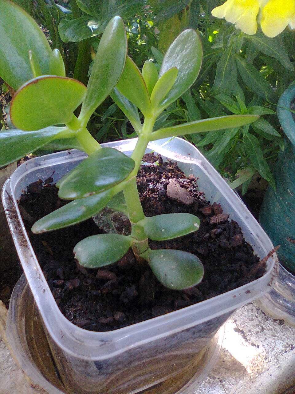 Planta de Jade - A planta da amizade