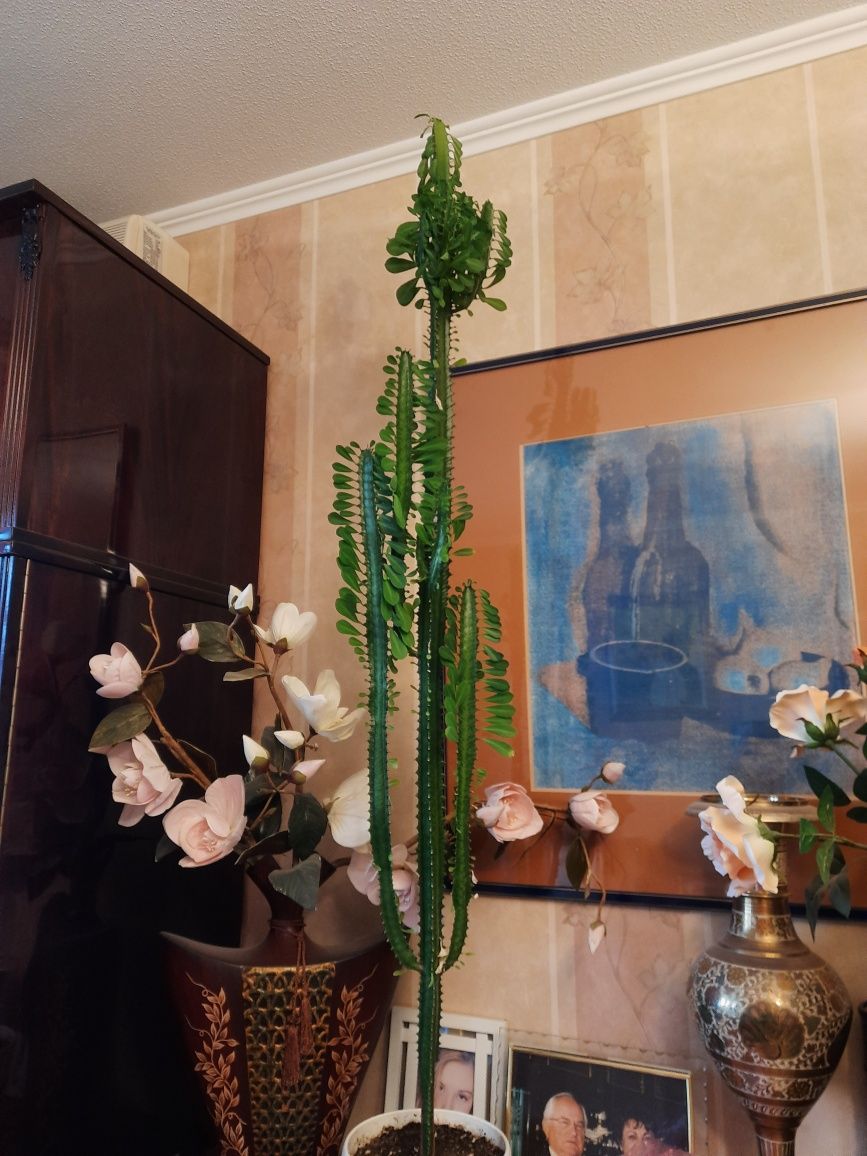 Шикарный огромный кактус