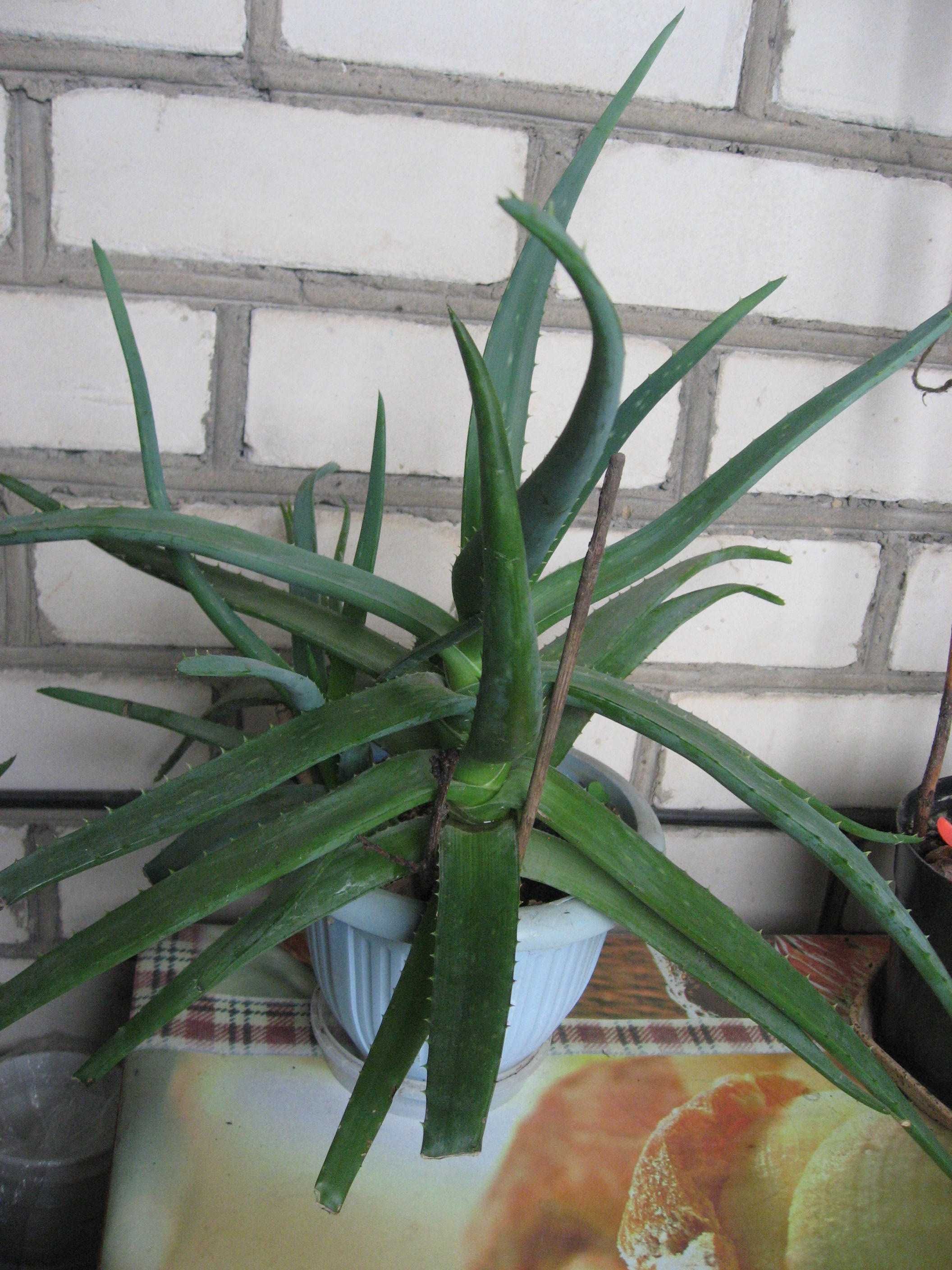 Комнатное растение Алоэ вера (Aloe Vera).