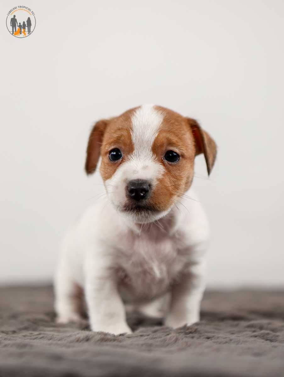 Jack Russell Terrier ZKwP FCI - rezerwacja