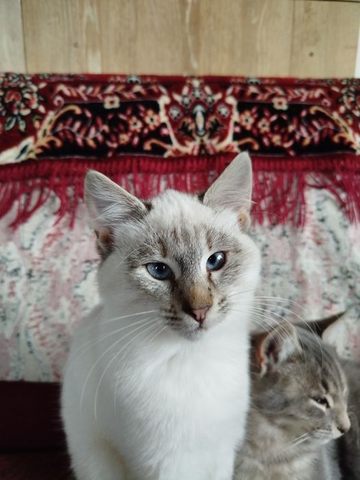 Кошеня шукає люблячу родину