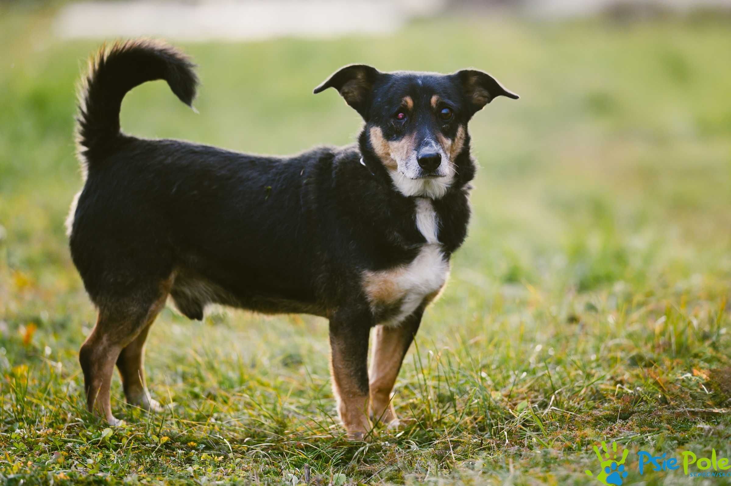 Przyjacielski SYLWUŚ prosi o domek na zawsze, adopcja