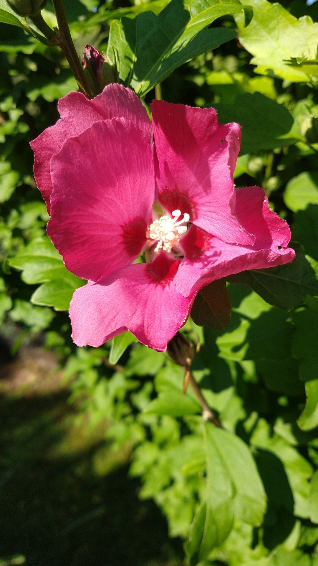 Nasiona hibiskusa