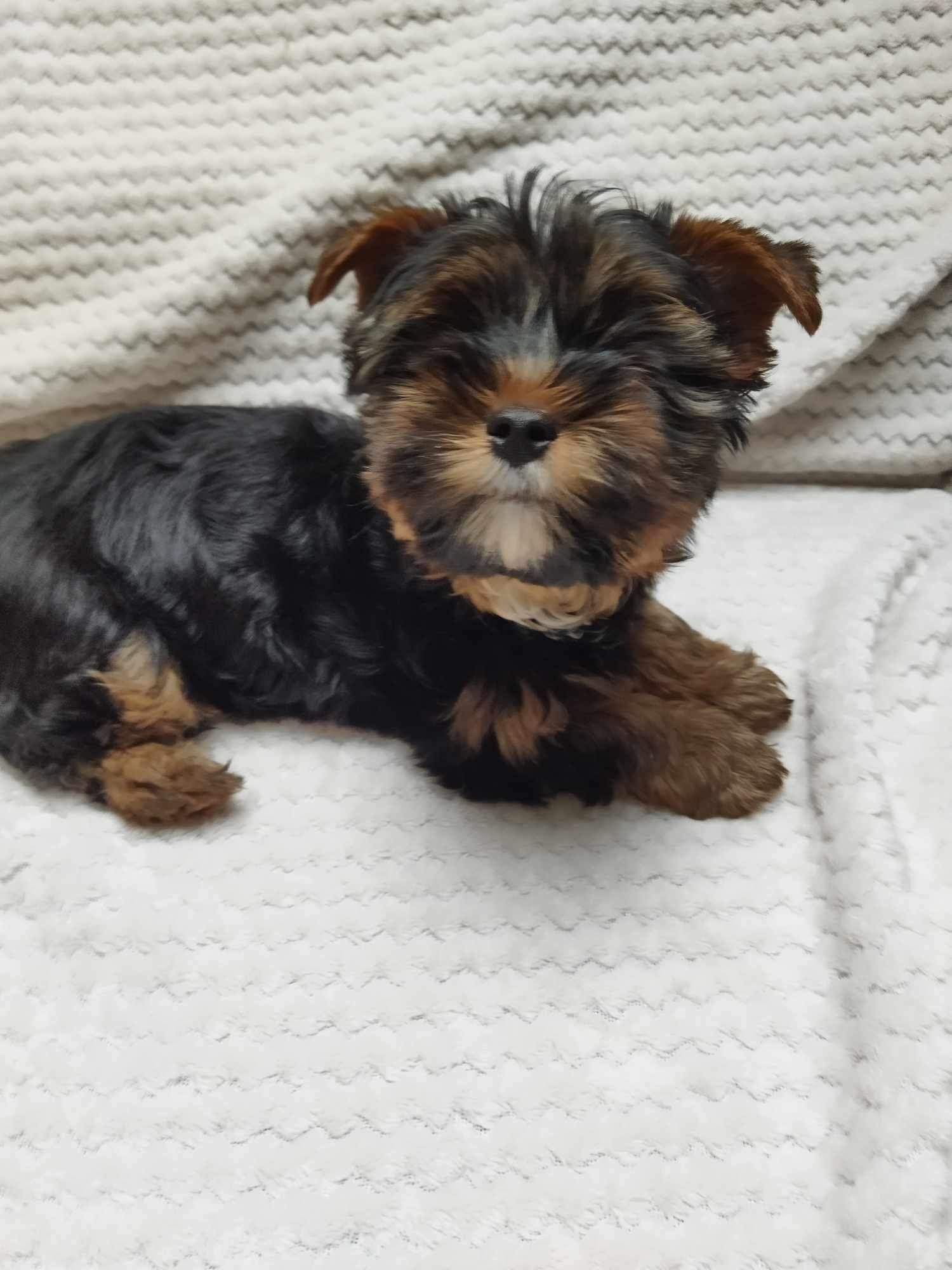 Piesek Dago Yorkshire Terrier