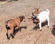 Casal de Cabras anas desparasitadas