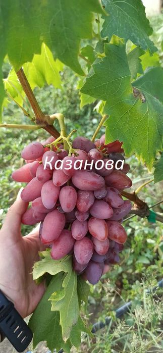 Саджанці винограду