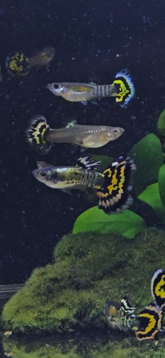 Gupik Yellow Tiger Mosaic