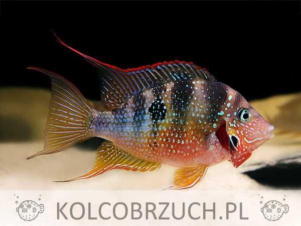 Pielęgnica Eliota - Thorichthys maculipinnis - dowóz, wysyłka