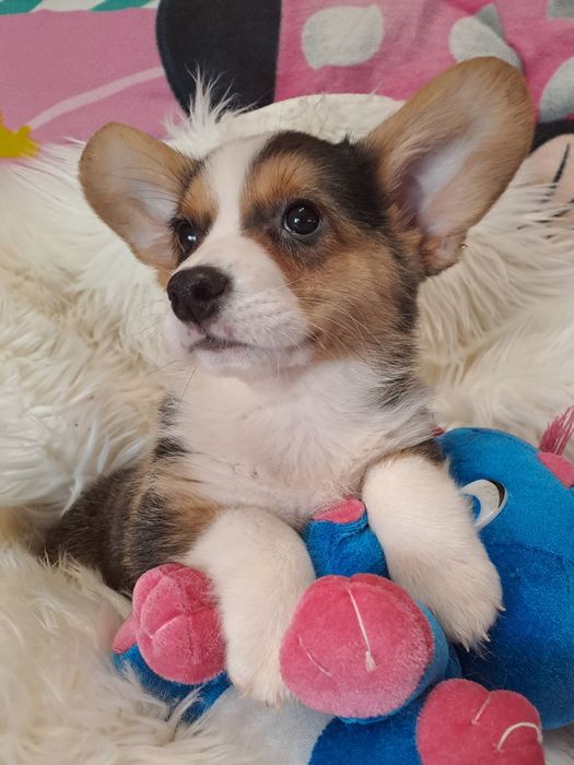 **MOLLI **sunia  Welsh Corgi Cardigan tricolor gotowa do odbioru