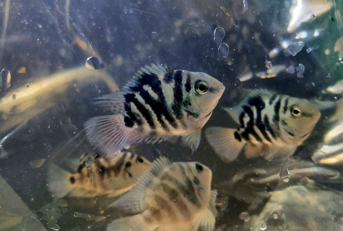 Pielęgnica papuzia Blue Tiger
