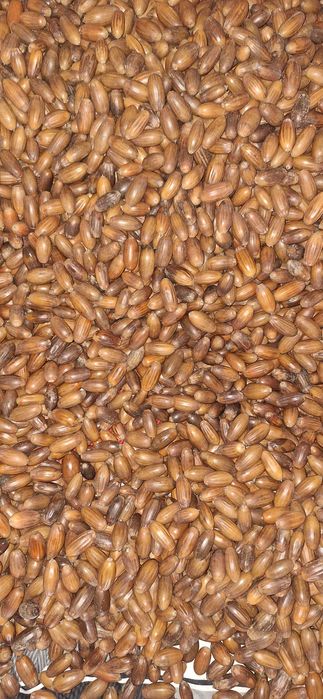 Żołędzie zbior 2025