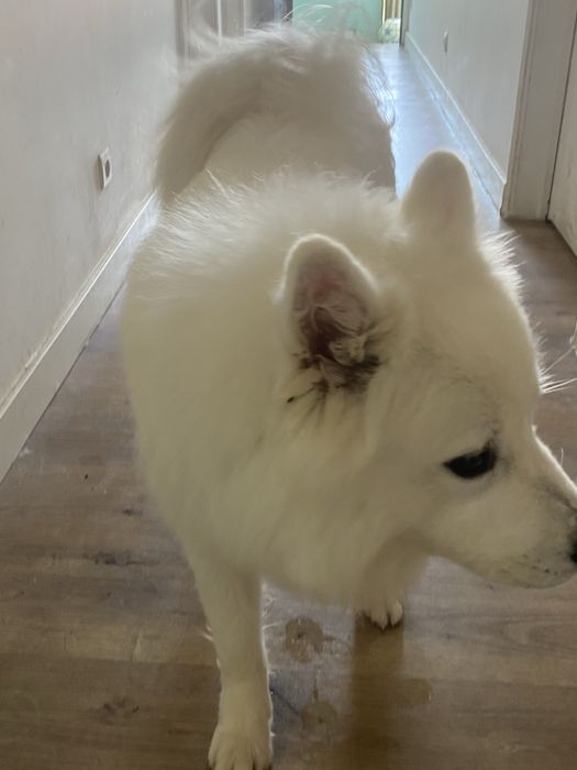 Cao da raça Samoiedo