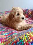 Cockapoo Cavapoo Pudel Toy