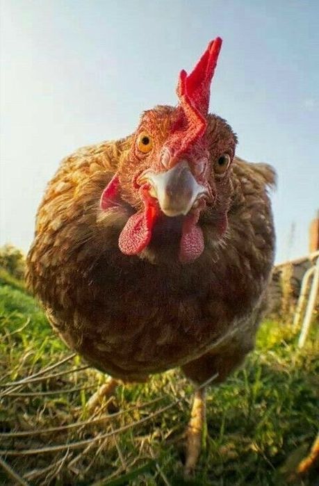 Продам кури | Львів | Терміново | Не дорого