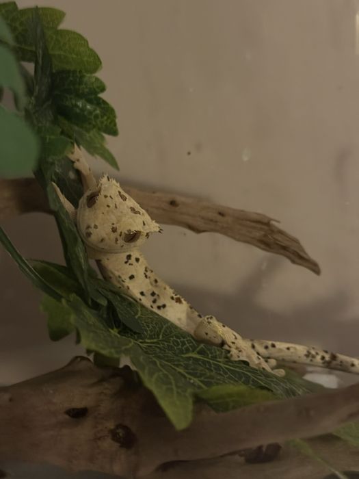 Gekon orzesiony samiec