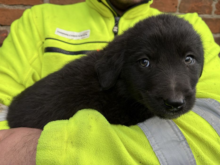 Oddam szczeniaka w typie labradora – ZA DARMO