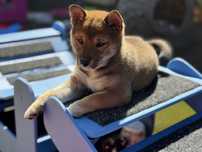 Shiba inu FCI wyjątkowa sezamowa suczka
