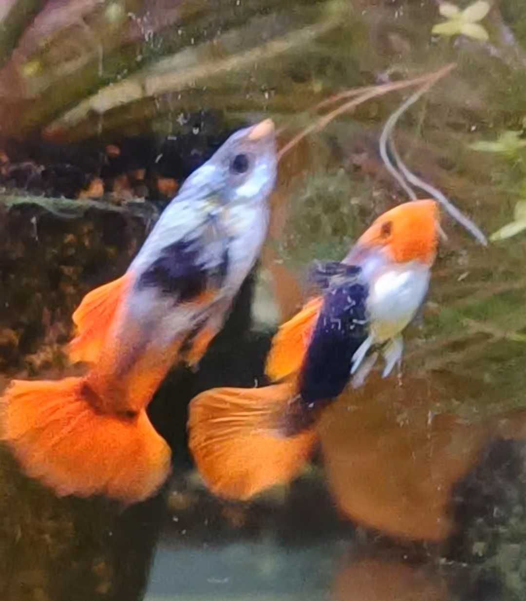 Guppys de linhagem criação própria