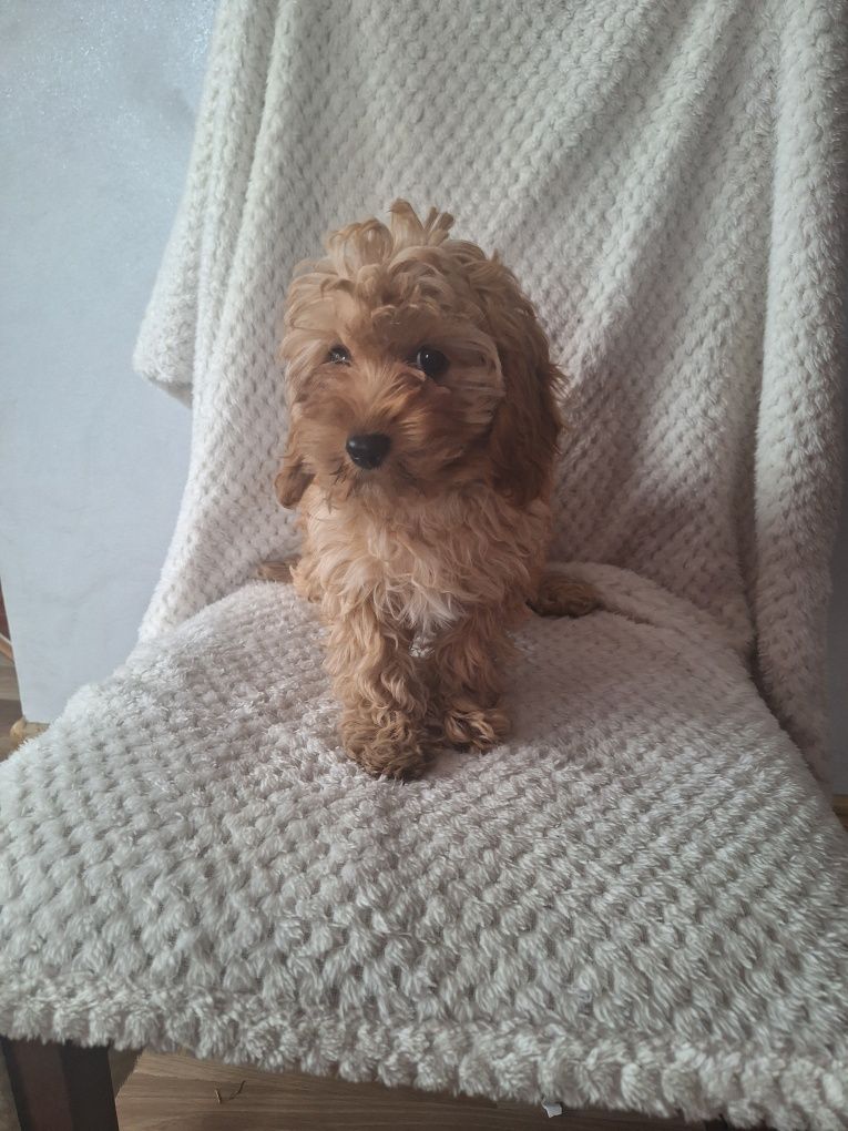 Cavalier-pudel-cavapoo