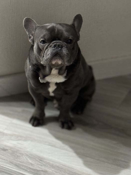 Французский бульдог голубого окраса МАЛЬЧИКИ Одесса