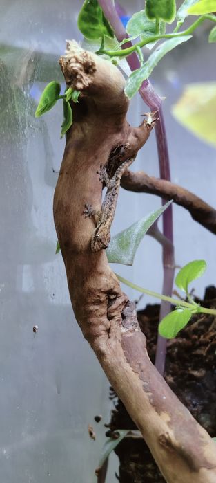 Gekon płaczący lepidodactylus lugubris jaszczurka płaczek