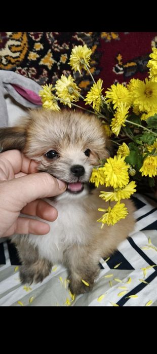 Цуценята померанський шпіц + мальтійська болонка (мальтіпом)