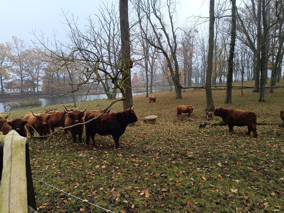 Sprzedam stado 14 szt. highlandy cattle