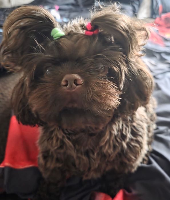 Suczka Shih Tzu  czekoladowa