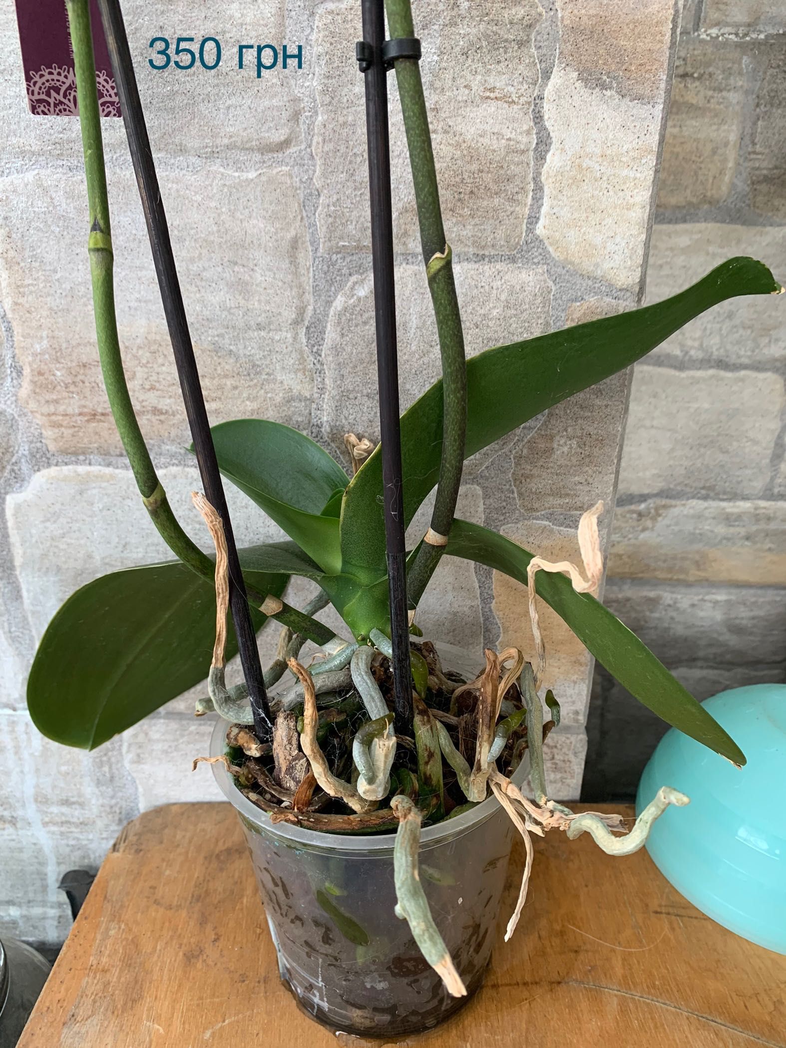 Орхидея фаленопсис Пурпурный ливень пилор, паучок и другие