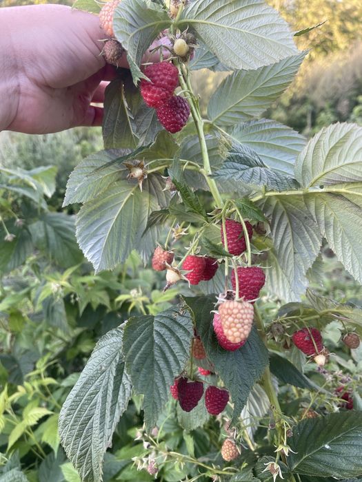 Sprzedam sadzonki maliny jesiennej Poemat, Sugana, Joan Jay i letnie