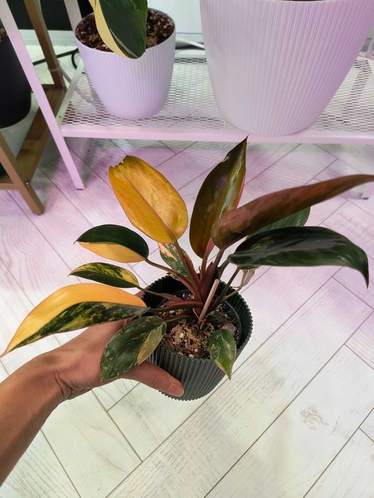 Philodendron Red Congo Variegated, don 9cm
