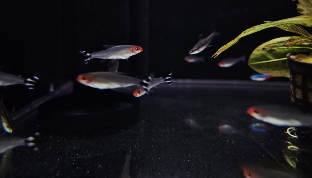 Rodostomus (Hemigrammus rhodostomus)
