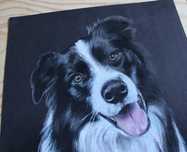 Border collie portret psa pies rysunek kredkami na czarnym brystolu A3