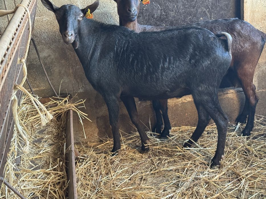 Chibo Murciano pronto a cobrir