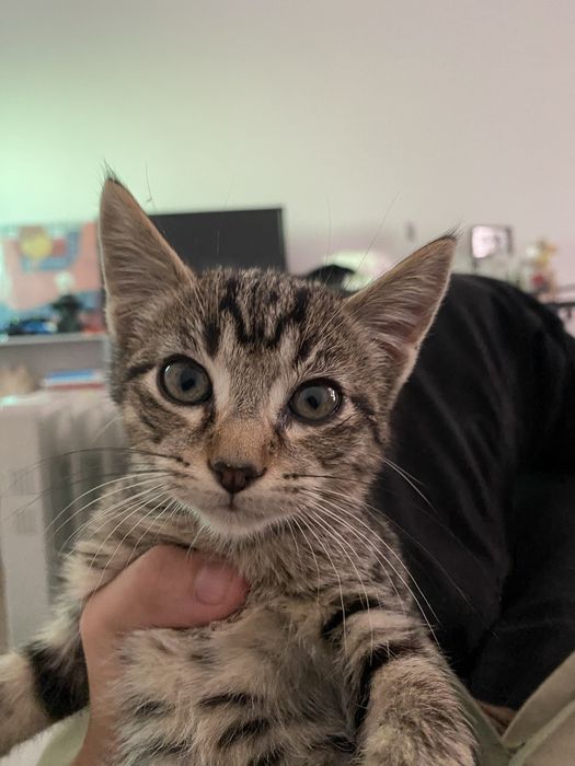 Gatinho bebe (2 meses)