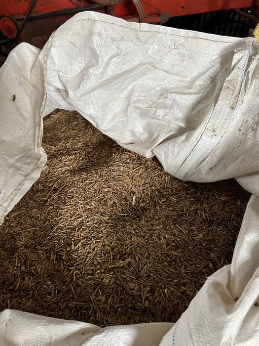 Mistura azevem e aviao