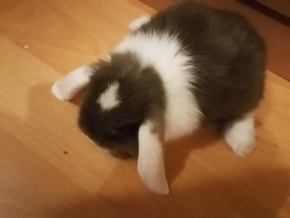 Vendo mini coelho orelhudo lop