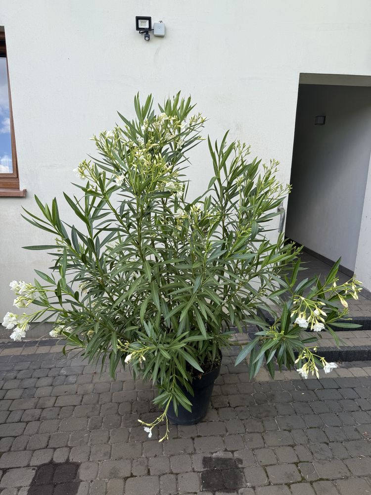 OLEANDER 2 metry
