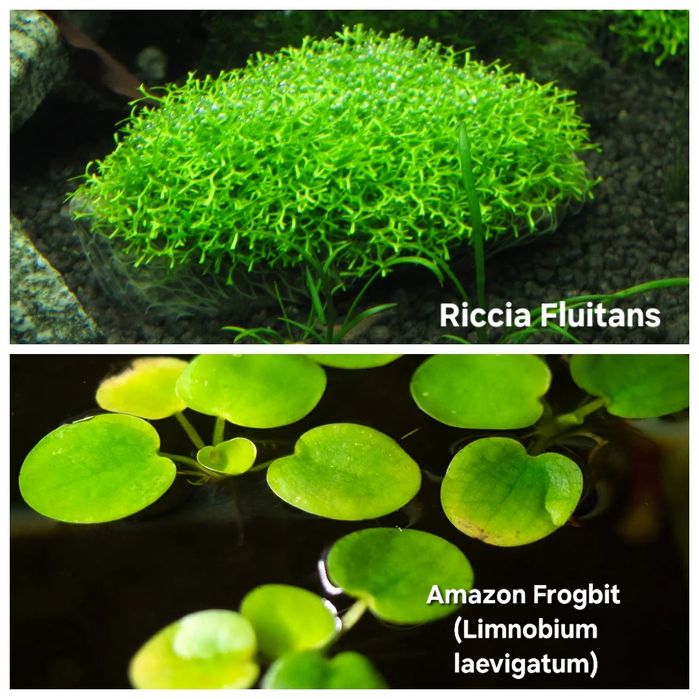 Pack 30x | 8 Espécies de Plantas Aquário | LOW TECH | FÁCIL MANUTENÇÃO