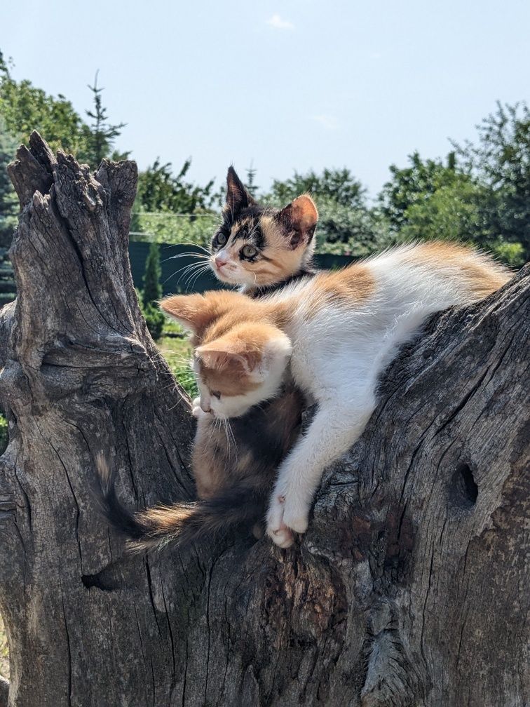 Отдам котят в хорошие руки бесплатно.