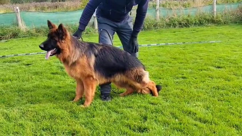 Owczarek  Niemiecki Długowłosy Suczka