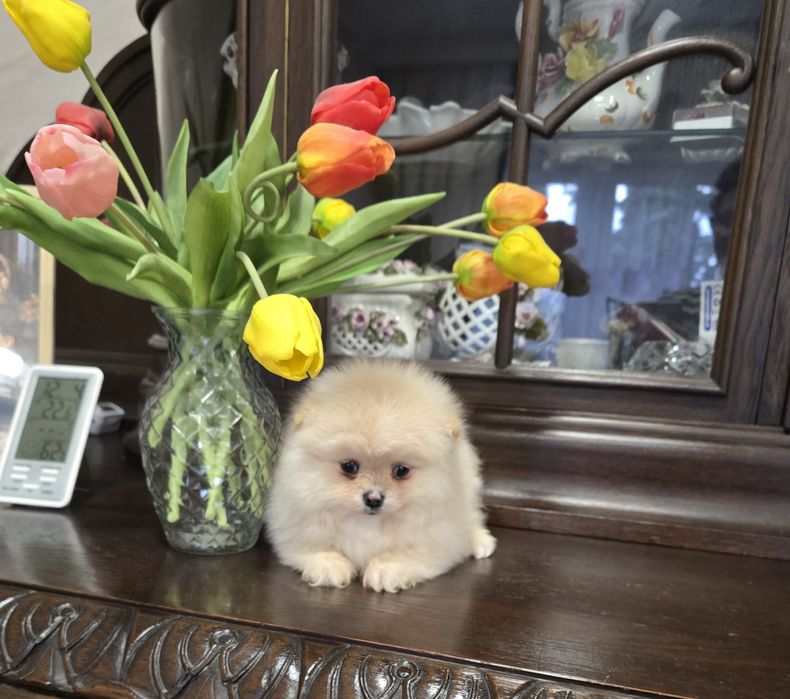 Sunia Szpic miniaturowy pomeranian