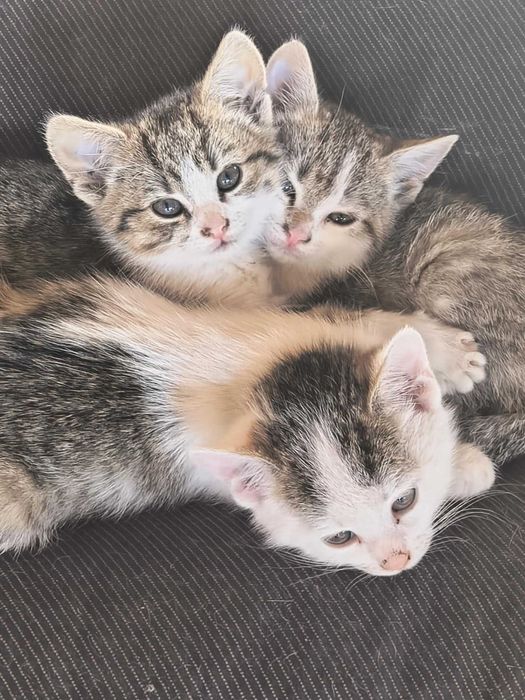 Oddam kotki w dobre ręce