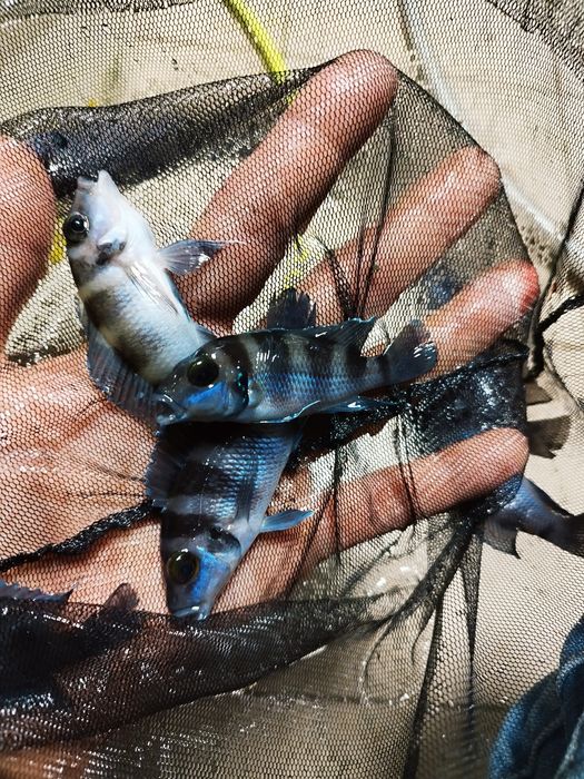 Neolamprologus Tretocephalus szczelinowiec pięciopręgi tanganika